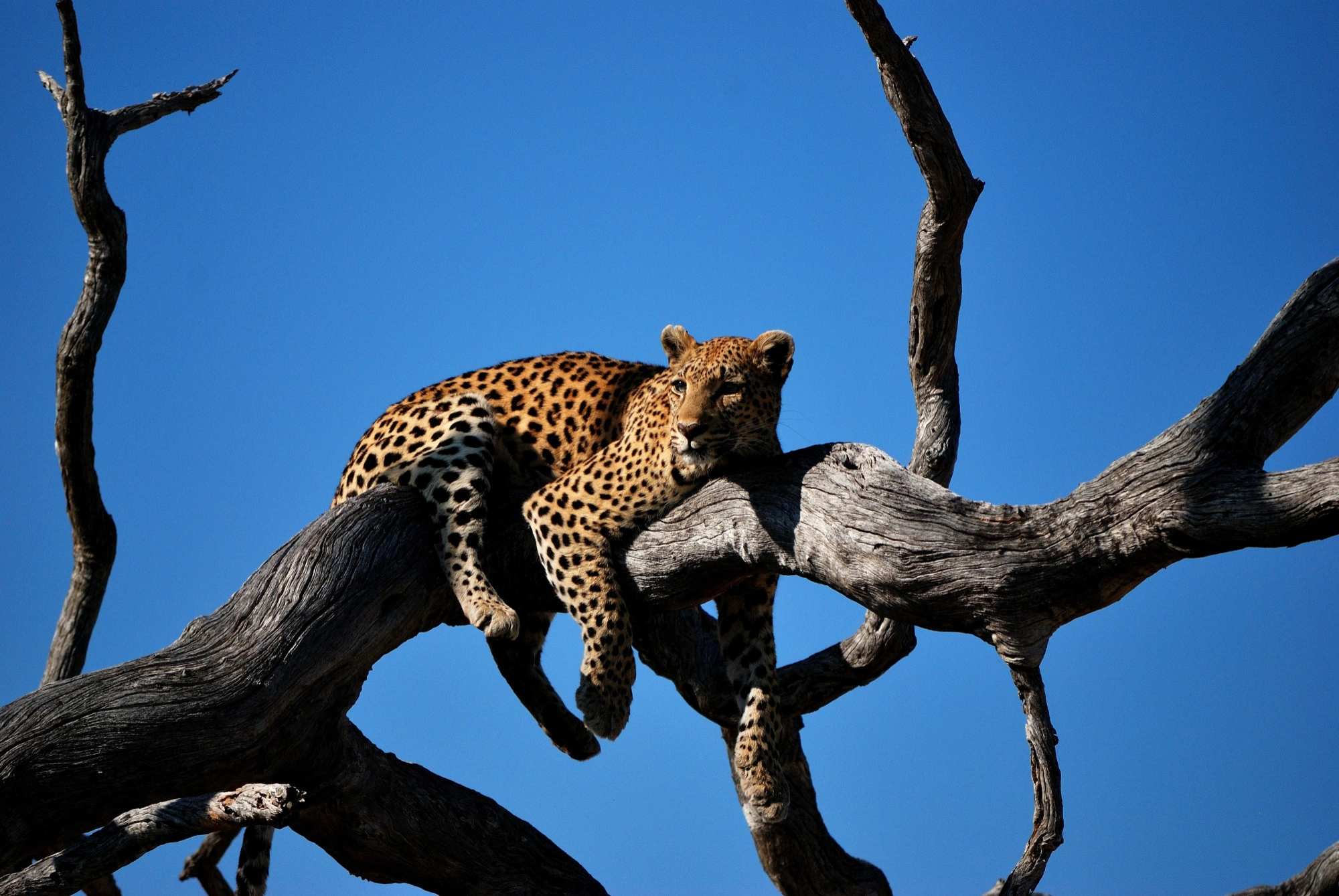A leopard resting on a tree